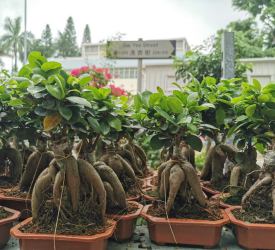 フラワーマーケット観光